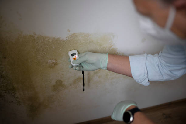 Best Health and Safety Mold Remediation in South Waverly, PA